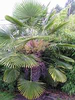 Palmier chanvre de Chine, Trachycarpus fortunei (fam Palmaees) (centre de la Chine) (Photo F. Mrugala) (1)